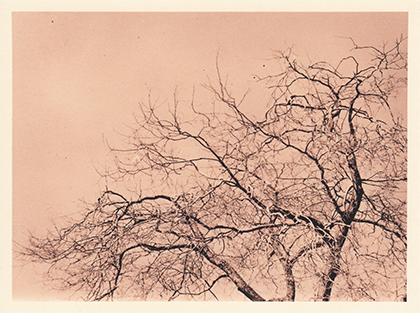 Analog photopraphy lith wetprint