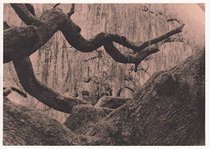 Analog photopraphy lith wetprint