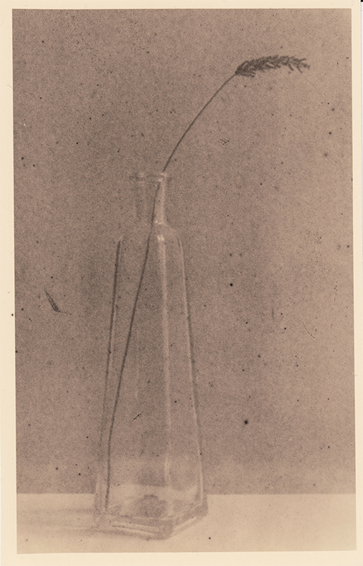 Analog photopraphy lith wetprint