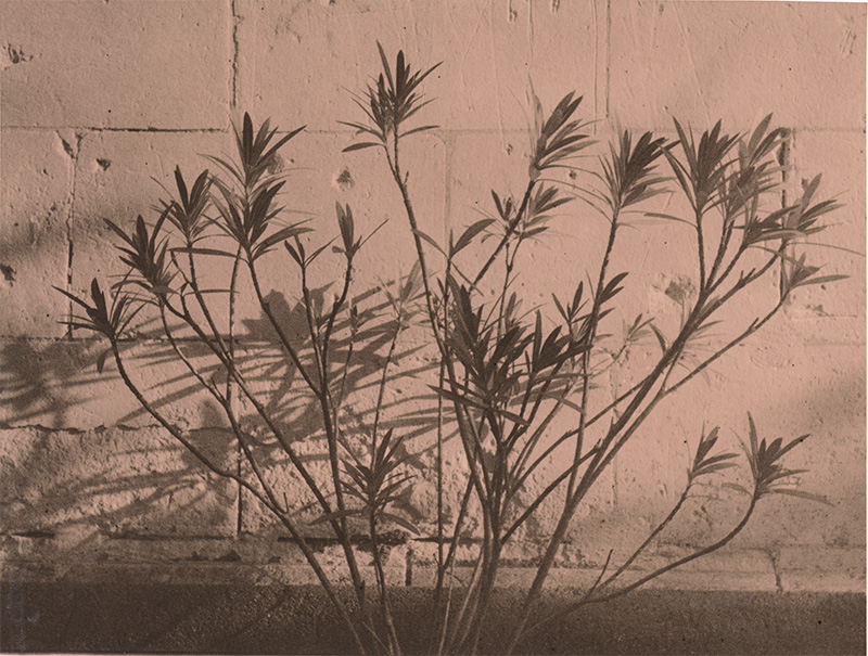 Analog photopraphy lith wetprint